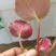 虎茸草，红叶虎茸草，名石荷叶、金线吊芙蓉、老虎耳