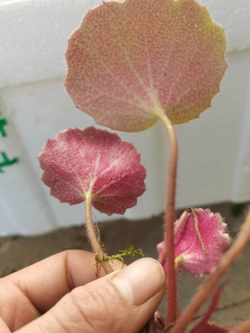 虎茸草，红叶虎茸草，名石荷叶、金线吊芙蓉、老虎耳