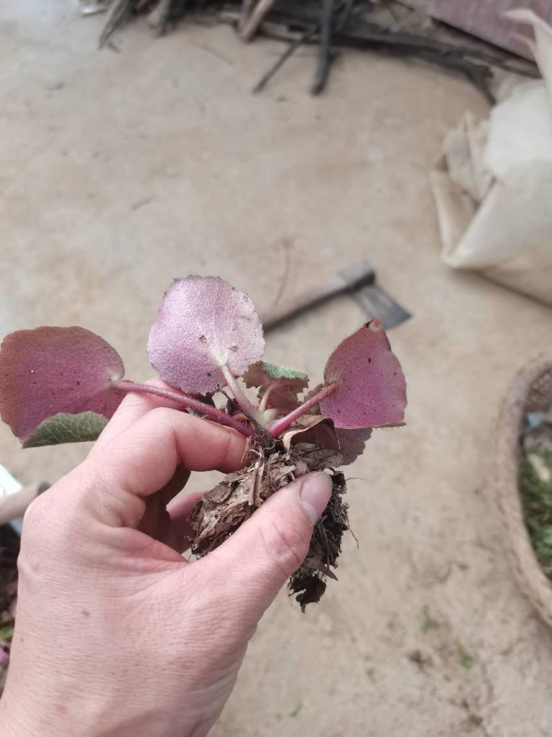 虎茸草，红叶虎茸草，名石荷叶、金线吊芙蓉、老虎耳