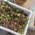 虎茸草，红叶虎茸草，名石荷叶、金线吊芙蓉、老虎耳