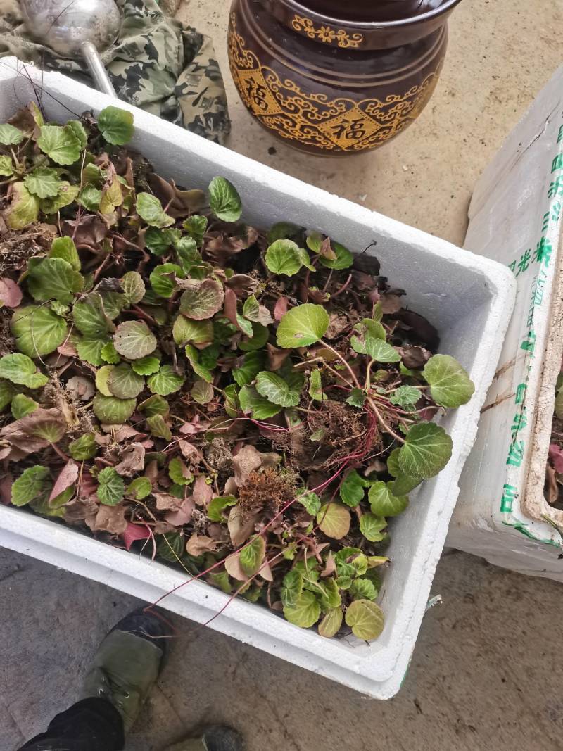 虎茸草，红叶虎茸草，名石荷叶、金线吊芙蓉、老虎耳