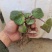 虎茸草，红叶虎茸草，名石荷叶、金线吊芙蓉、老虎耳