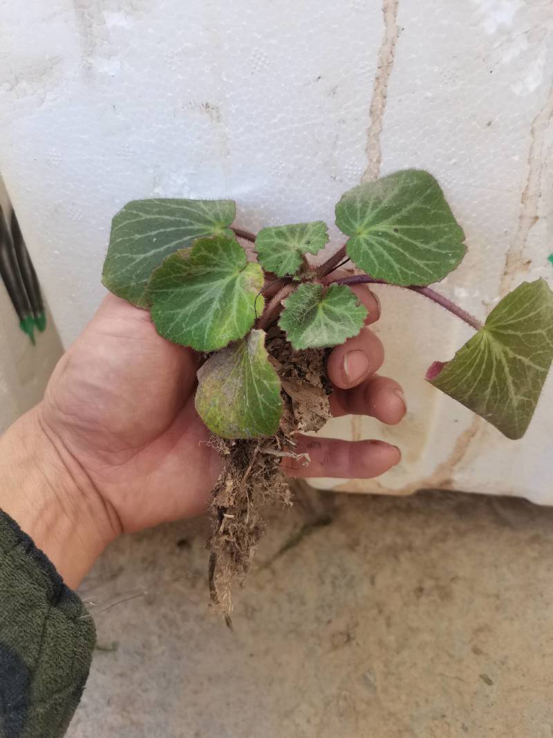 虎茸草，红叶虎茸草，名石荷叶、金线吊芙蓉、老虎耳