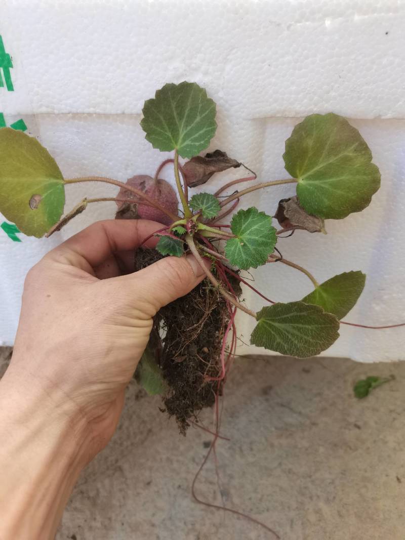 虎茸草，红叶虎茸草，名石荷叶、金线吊芙蓉、老虎耳