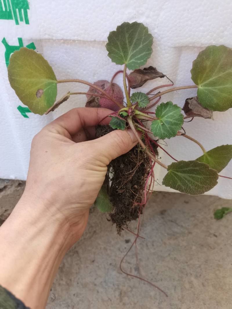 虎茸草，红叶虎茸草，名石荷叶、金线吊芙蓉、老虎耳