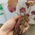 虎茸草，红叶虎茸草，名石荷叶、金线吊芙蓉、老虎耳