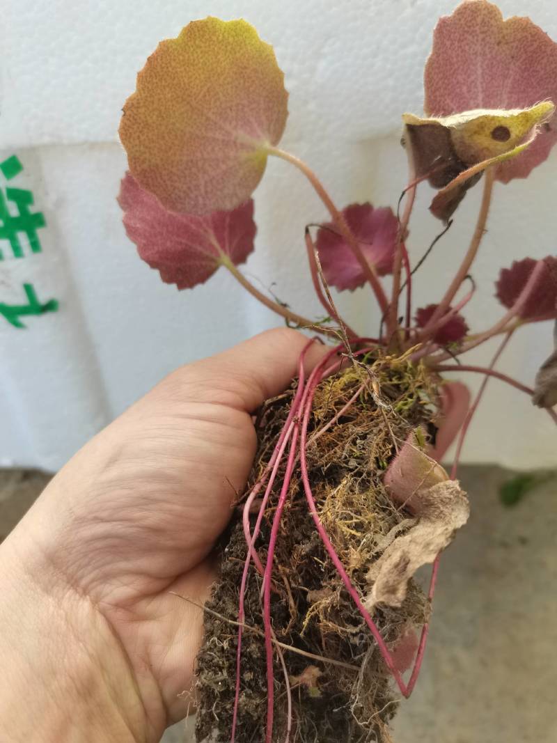 虎茸草，红叶虎茸草，名石荷叶、金线吊芙蓉、老虎耳