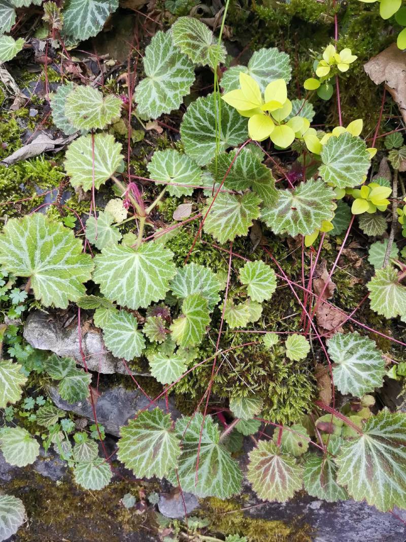 虎茸草，红叶虎茸草，名石荷叶、金线吊芙蓉、老虎耳