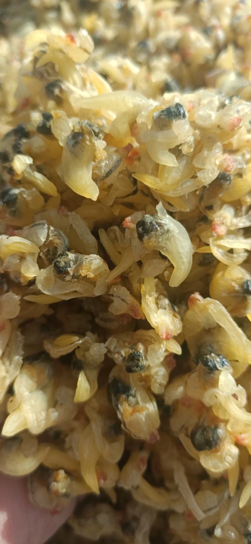 花甲肉，水产干货，多个规格，去内脏的不去内脏的都有货。