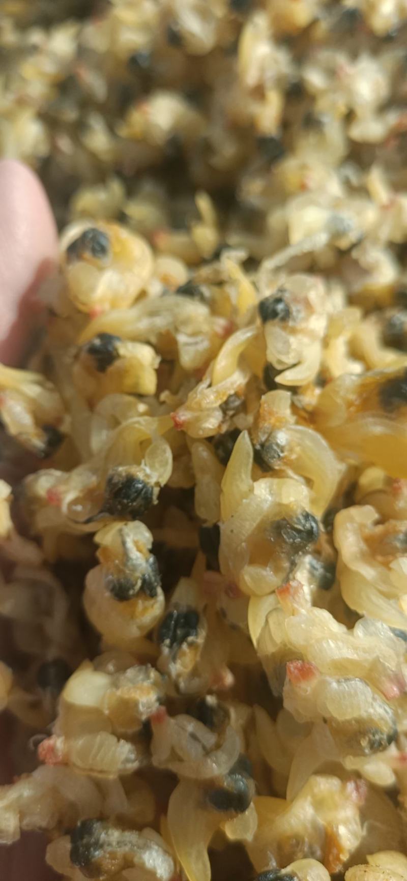 花甲肉，水产干货，多个规格，去内脏的不去内脏的都有货。
