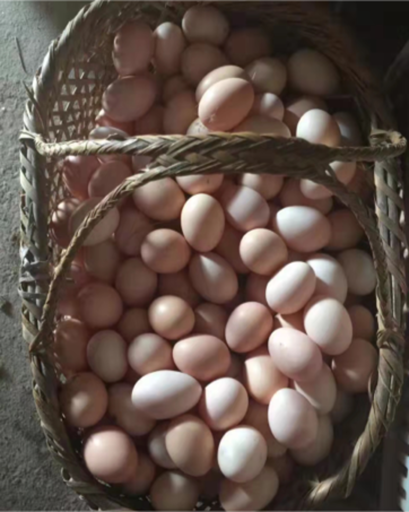 精品初生蛋土鸡蛋柴鸡蛋供应稳定全国发货养殖场直供