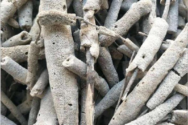 紫梢花，紫霄花正品质量保证经营各种中药材欢迎咨询选购