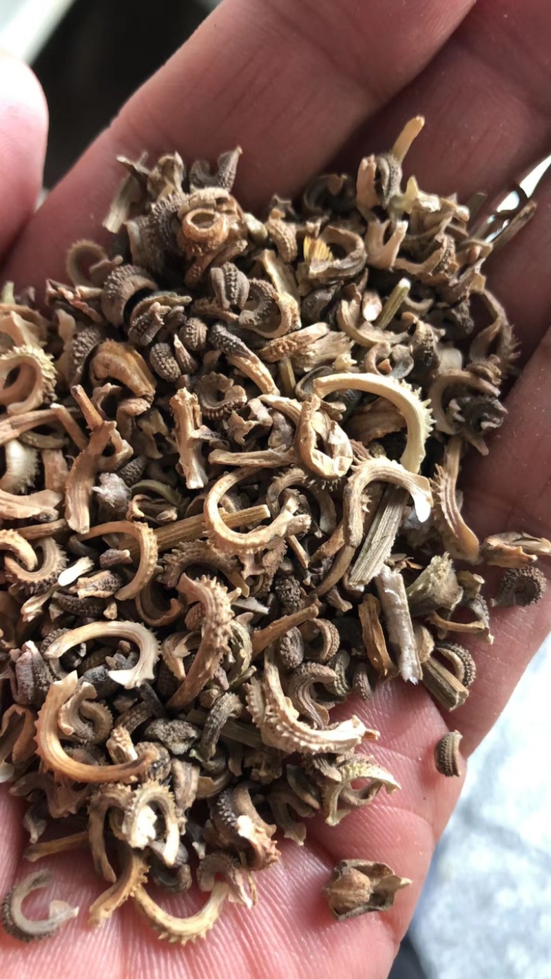 金盏菊种子耐寒种子庭院盆栽四季易活花种籽