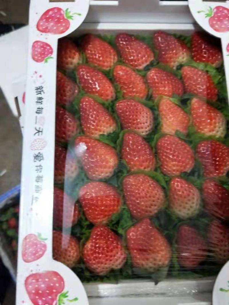 冬草莓大量上货品种齐全零售批发