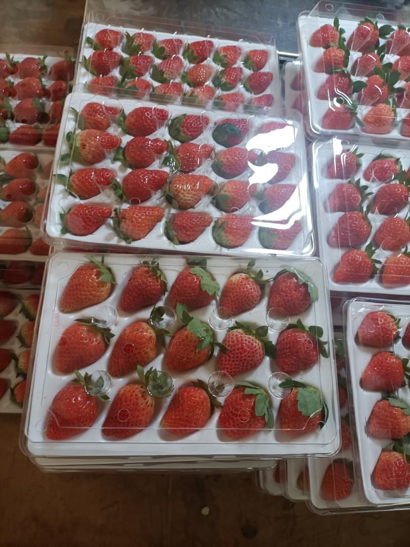 冬草莓大量上货品种齐全零售批发