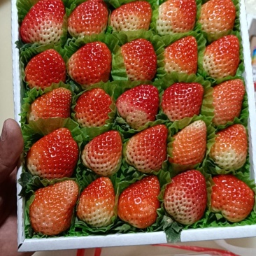 冬草莓大量上货品种齐全零售批发