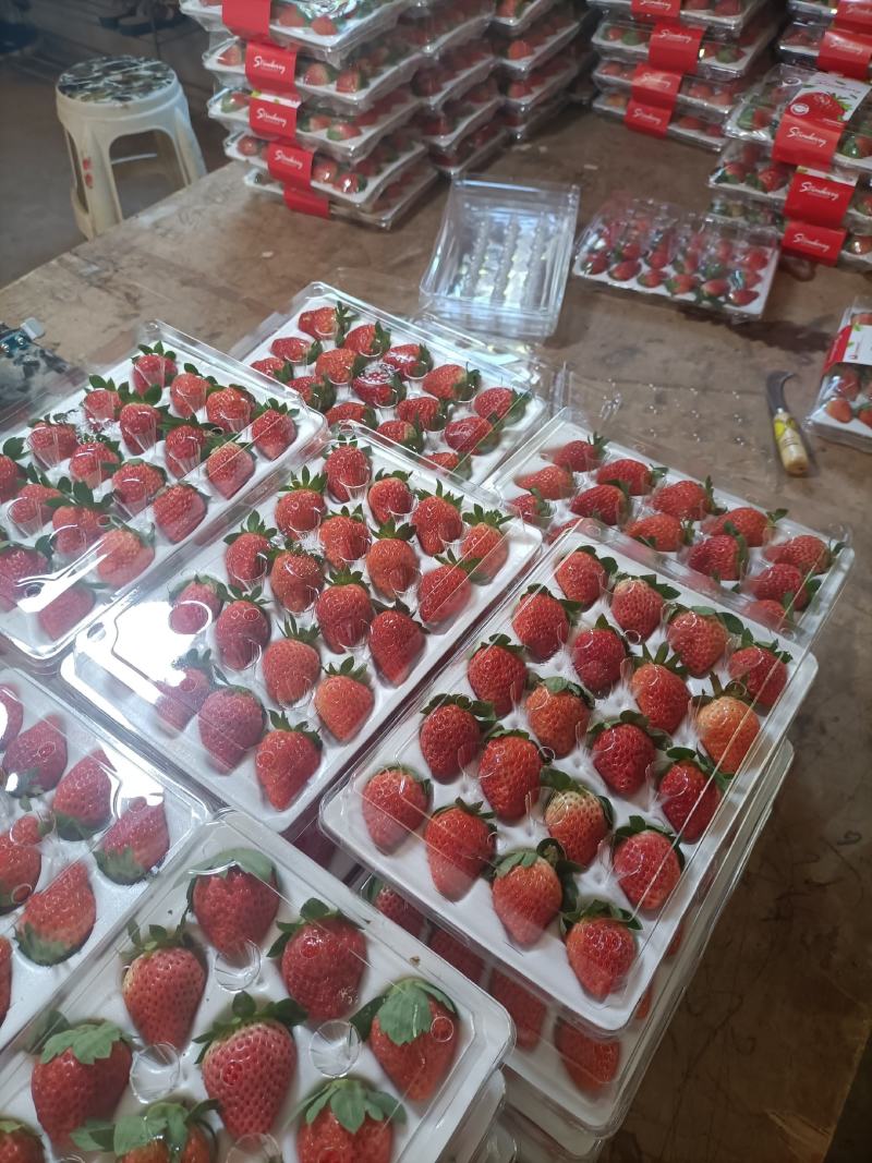 冬草莓大量上货品种齐全零售批发