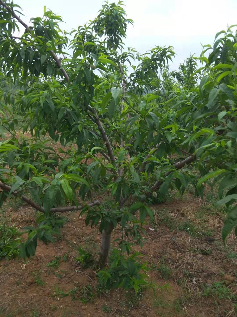 占地桃树苗，量大优惠，各种规格果树苗绿化苗等