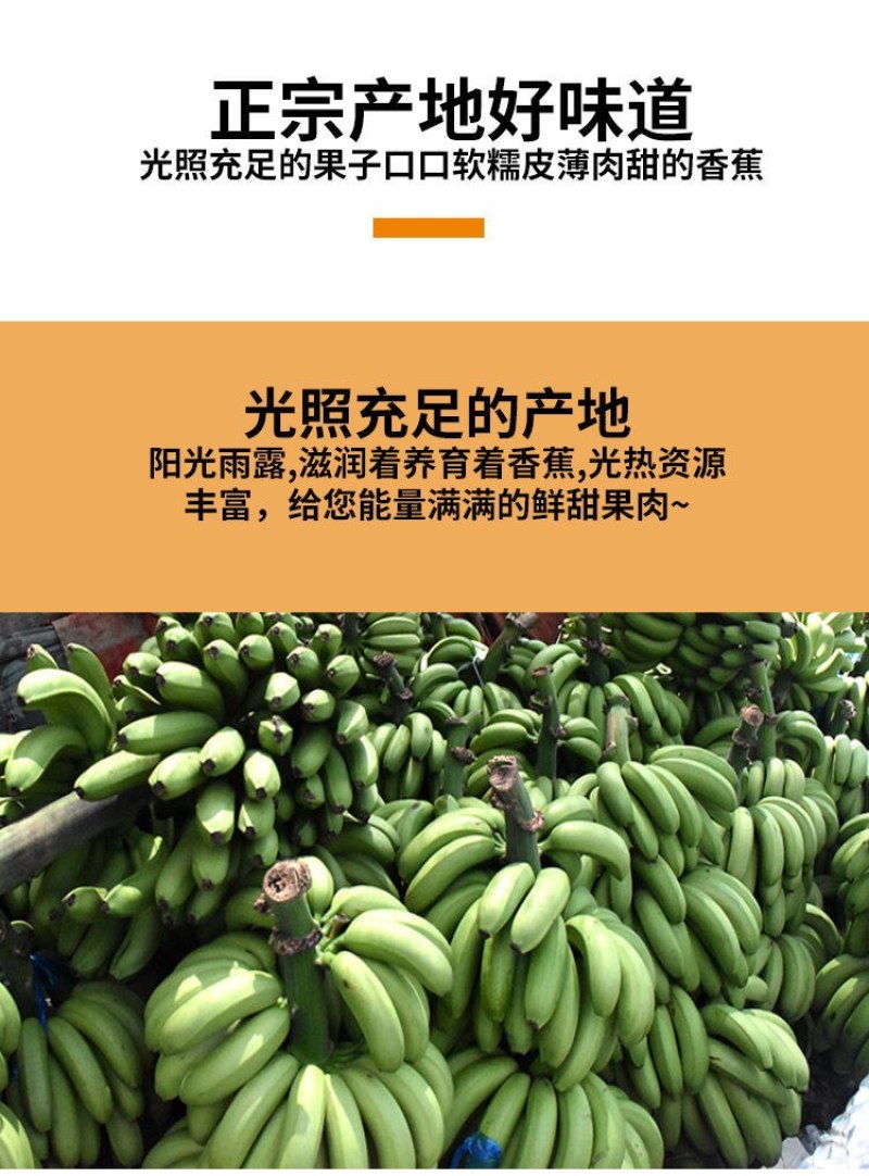 水果，云南高山香蕉，高原大香蕉，揉糯皮薄。