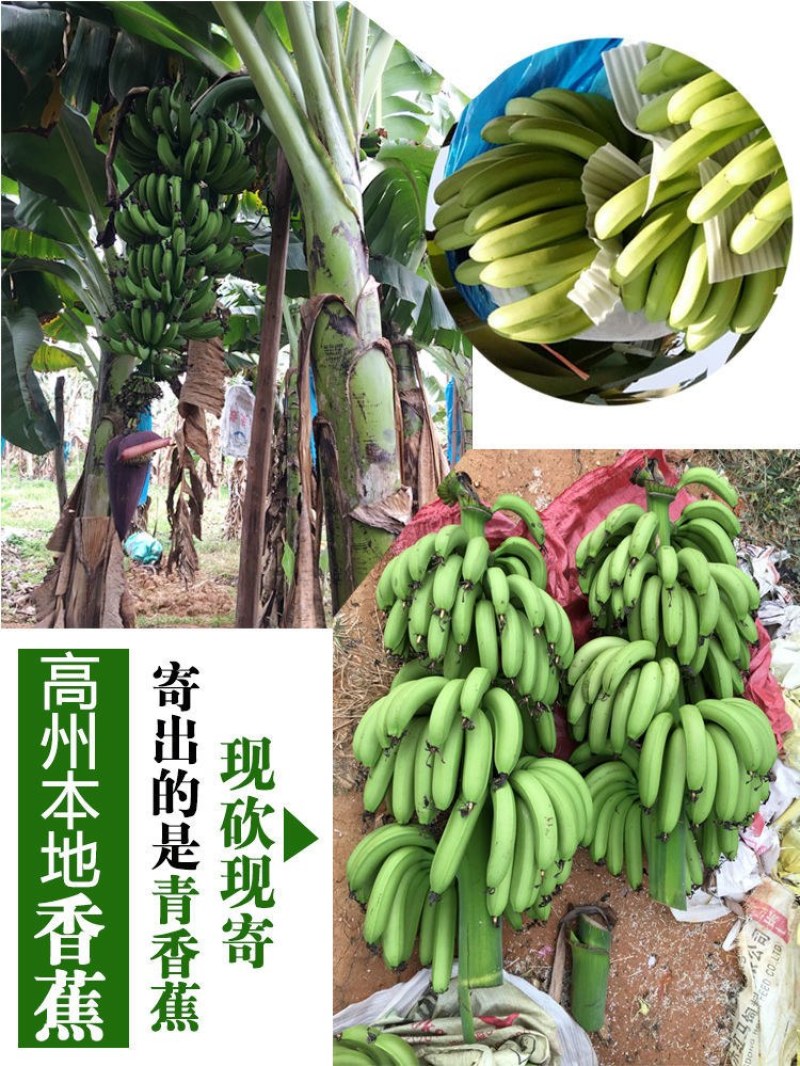 水果，云南高山香蕉，高原大香蕉，揉糯皮薄。