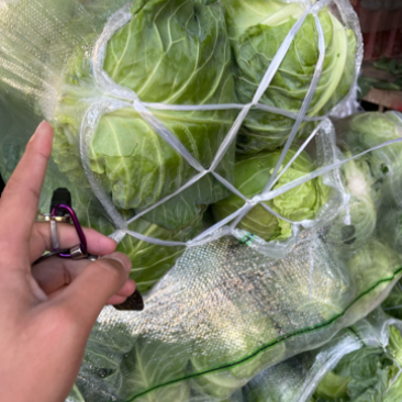 湖北地区包菜，白菜，萝卜代办，自己也有菜地