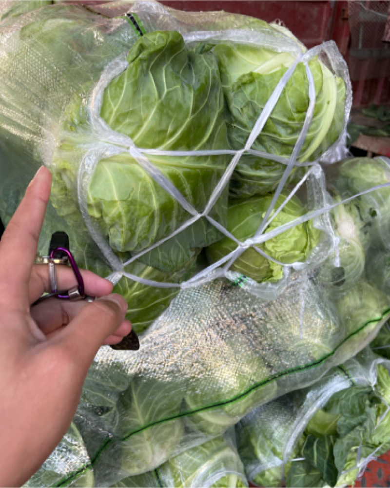 湖北地区包菜，白菜，萝卜代办，自己也有菜地