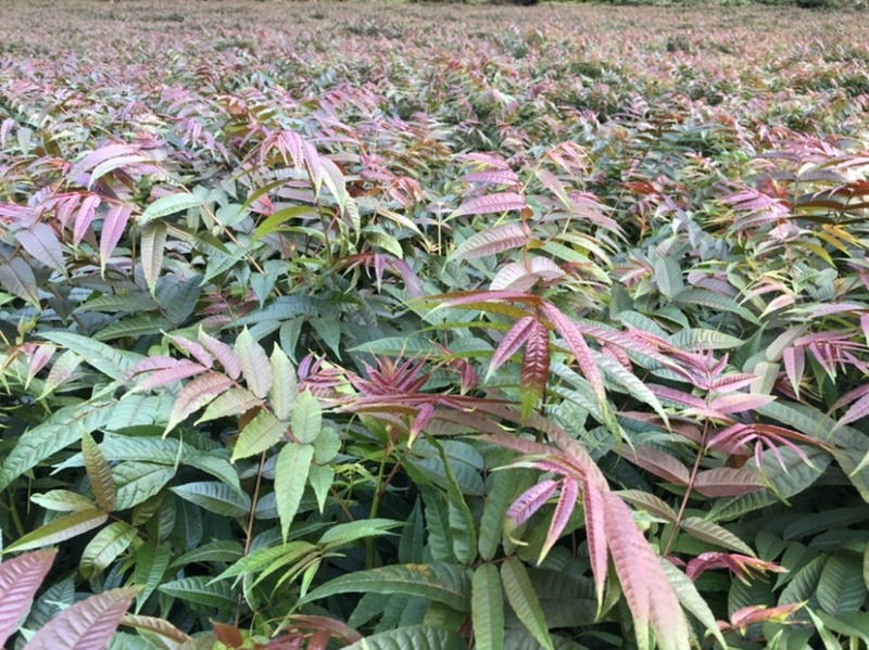 香椿苗（红油香椿）40-200cm红油香椿苗质好价优