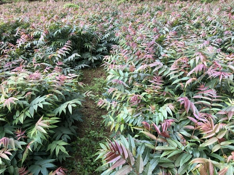 香椿苗（红油香椿）40-200cm红油香椿苗质好价优