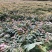 香椿苗（红油香椿）40-200cm红油香椿苗质好价优