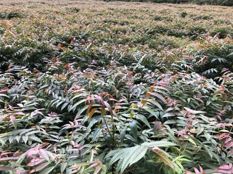 香椿苗（红油香椿）40-200cm红油香椿苗质好价优