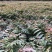 香椿苗（红油香椿）40-200cm红油香椿苗质好价优
