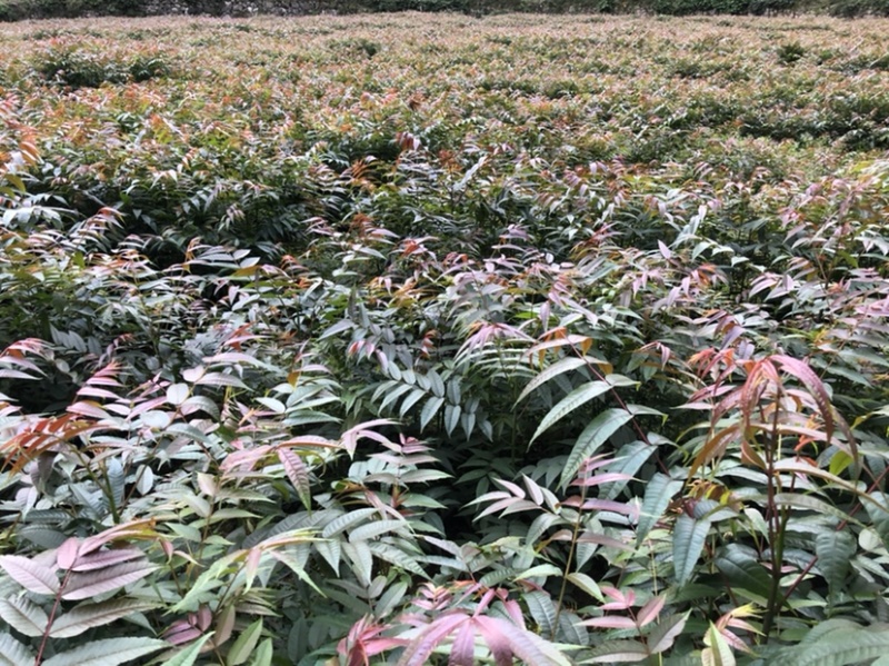 香椿苗（红油香椿）40-200cm红油香椿苗质好价优