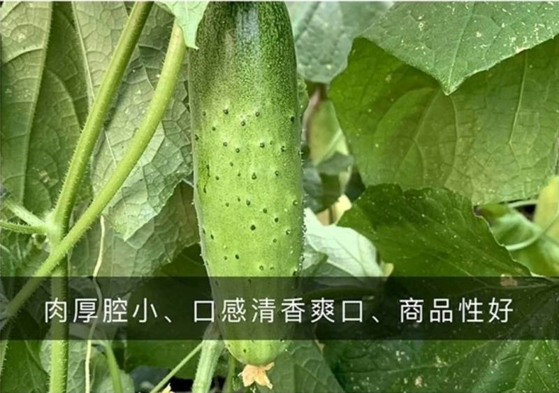 【高品质】福娃水果黄瓜种子全磁系瓜条顺直绿肉耐热耐寒