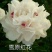 菏泽正宗观赏芍药～粉重楼/少女装/晴雯/包对版/包邮