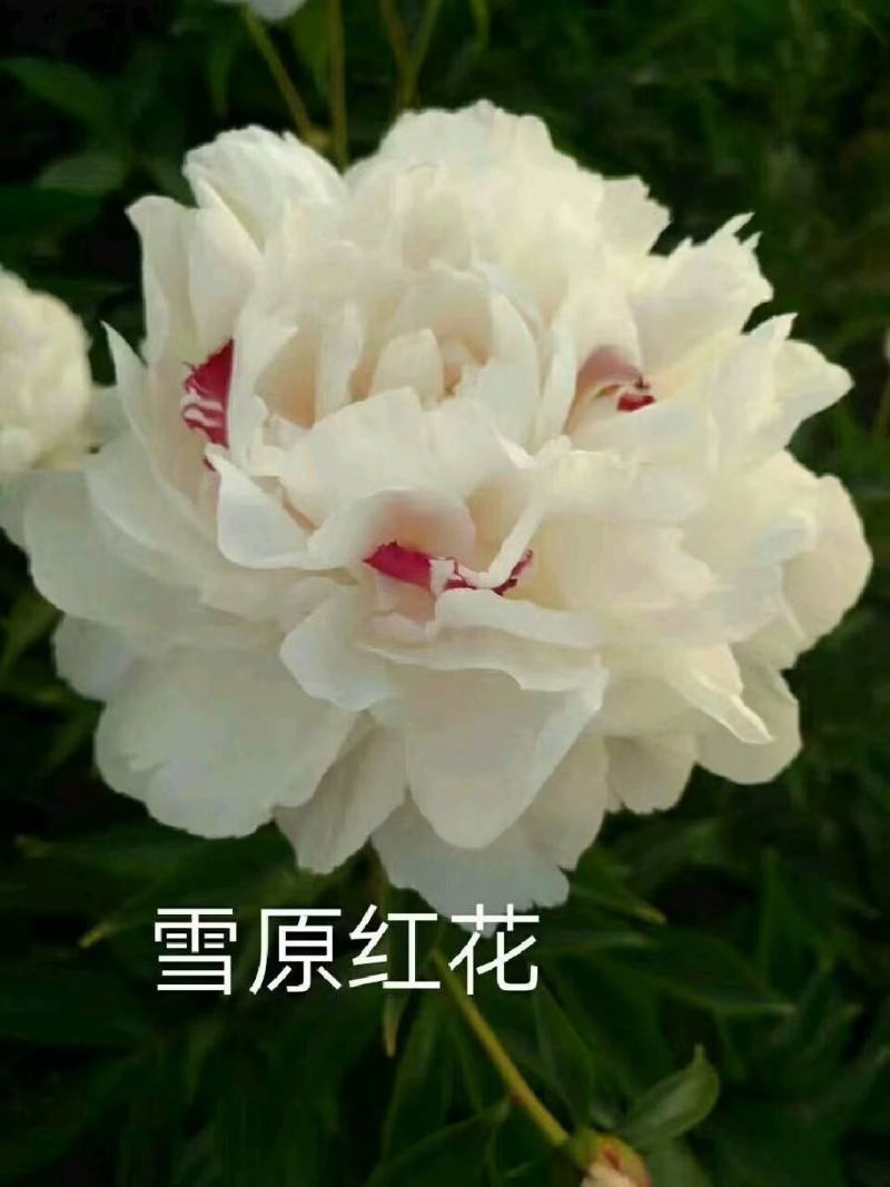 菏泽正宗观赏芍药～粉重楼/少女装/晴雯/包对版/包邮
