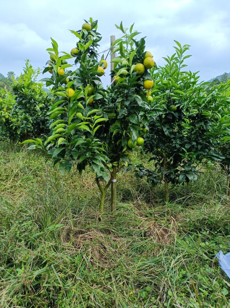 沃柑移植大苗地径二三四公分