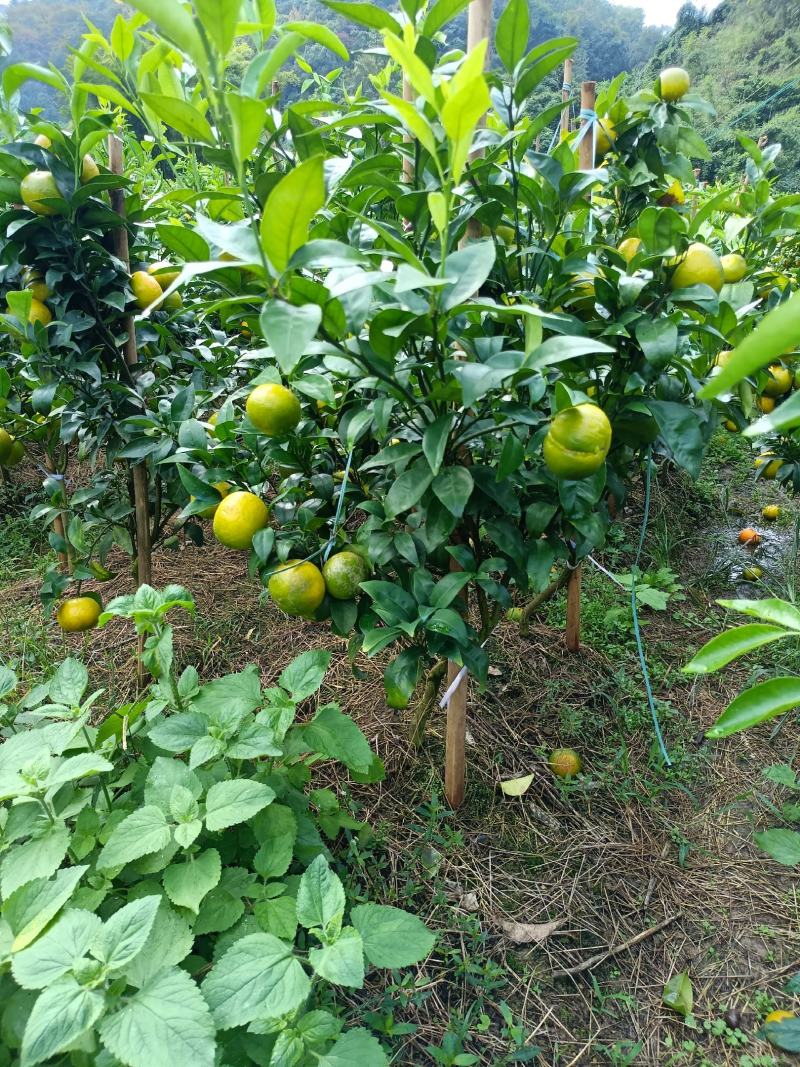 沃柑移植大苗地径二三四公分