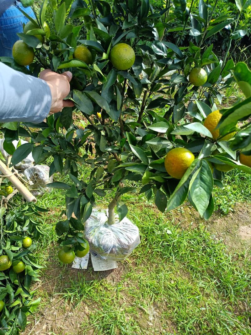 沃柑移植大苗地径二三四公分