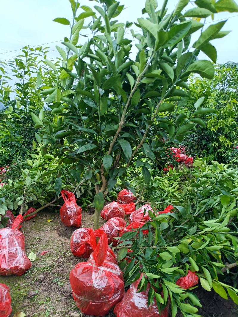 沃柑移植大苗地径二三四公分