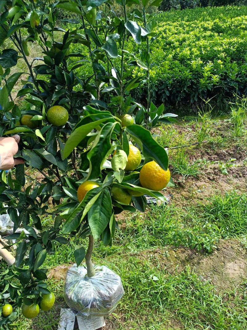 沃柑移植大苗地径二三四公分