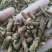 蒲公英根，蒲公英根茶质量保证现货供应，不满意包退货！