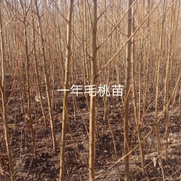 毛桃树苗