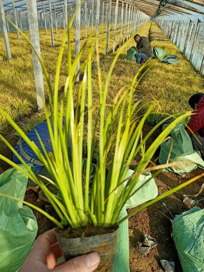 金叶石菖蒲，基地直销，大量有货，常年供应各种水生植物