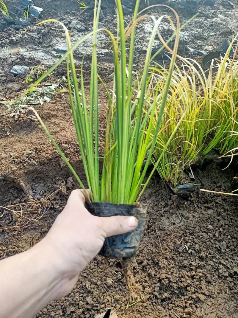 金叶石菖蒲，基地直销，大量有货，常年供应各种水生植物
