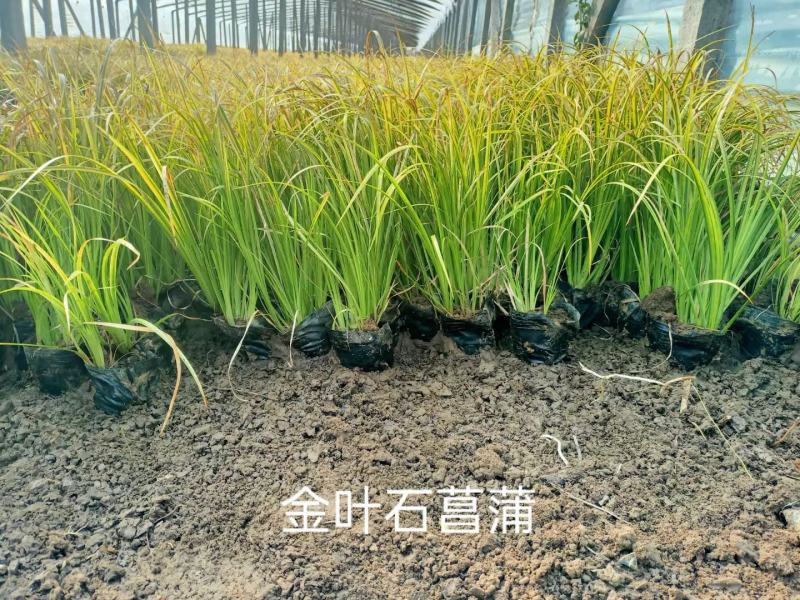 金叶石菖蒲，基地直销，大量有货，常年供应各种水生植物