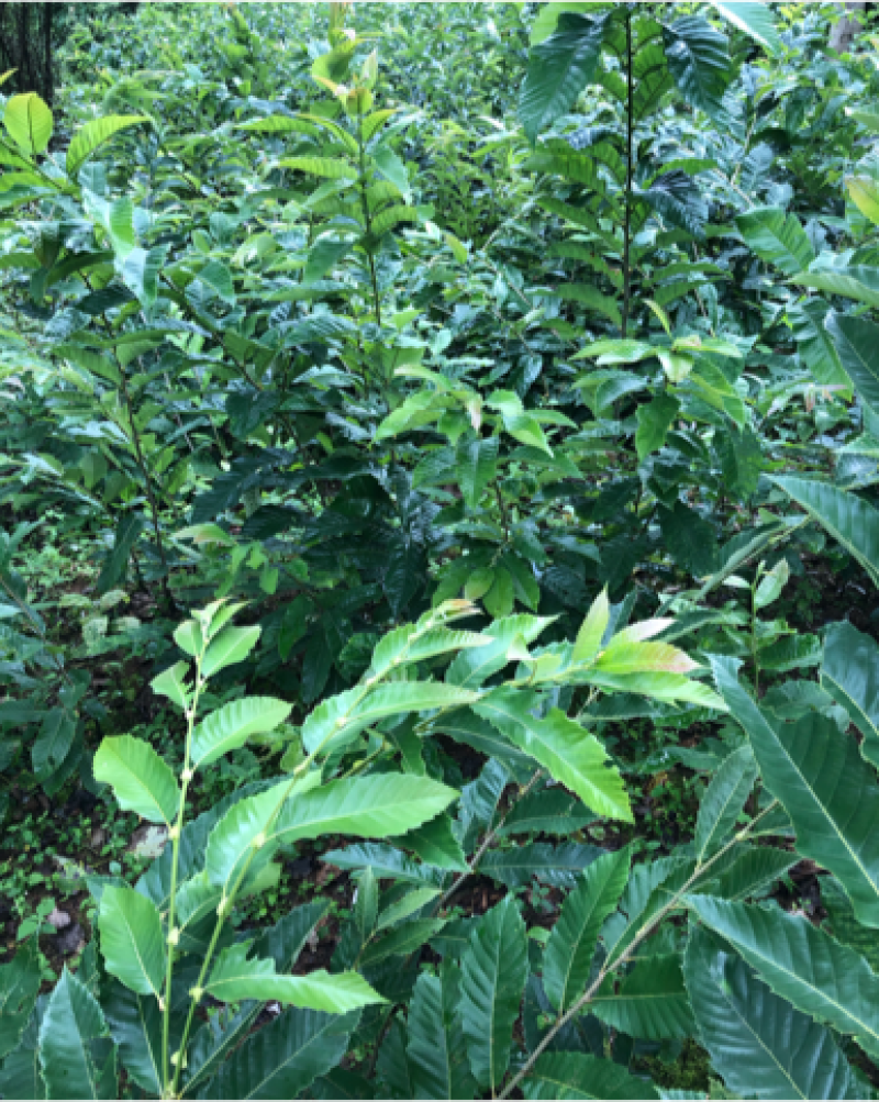 贵州板栗苗嫁接板栗苗（毛板红）货量充足规格大小齐全