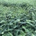 皂角树苗（大皂角）别称皂荚苗货源地直供价格便宜