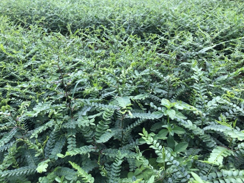 皂角树苗（大皂角）别称皂荚苗货源地直供价格便宜