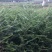 皂角树苗（大皂角）别称皂荚苗货源地直供价格便宜