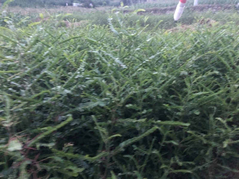皂角树苗（大皂角）别称皂荚苗货源地直供价格便宜